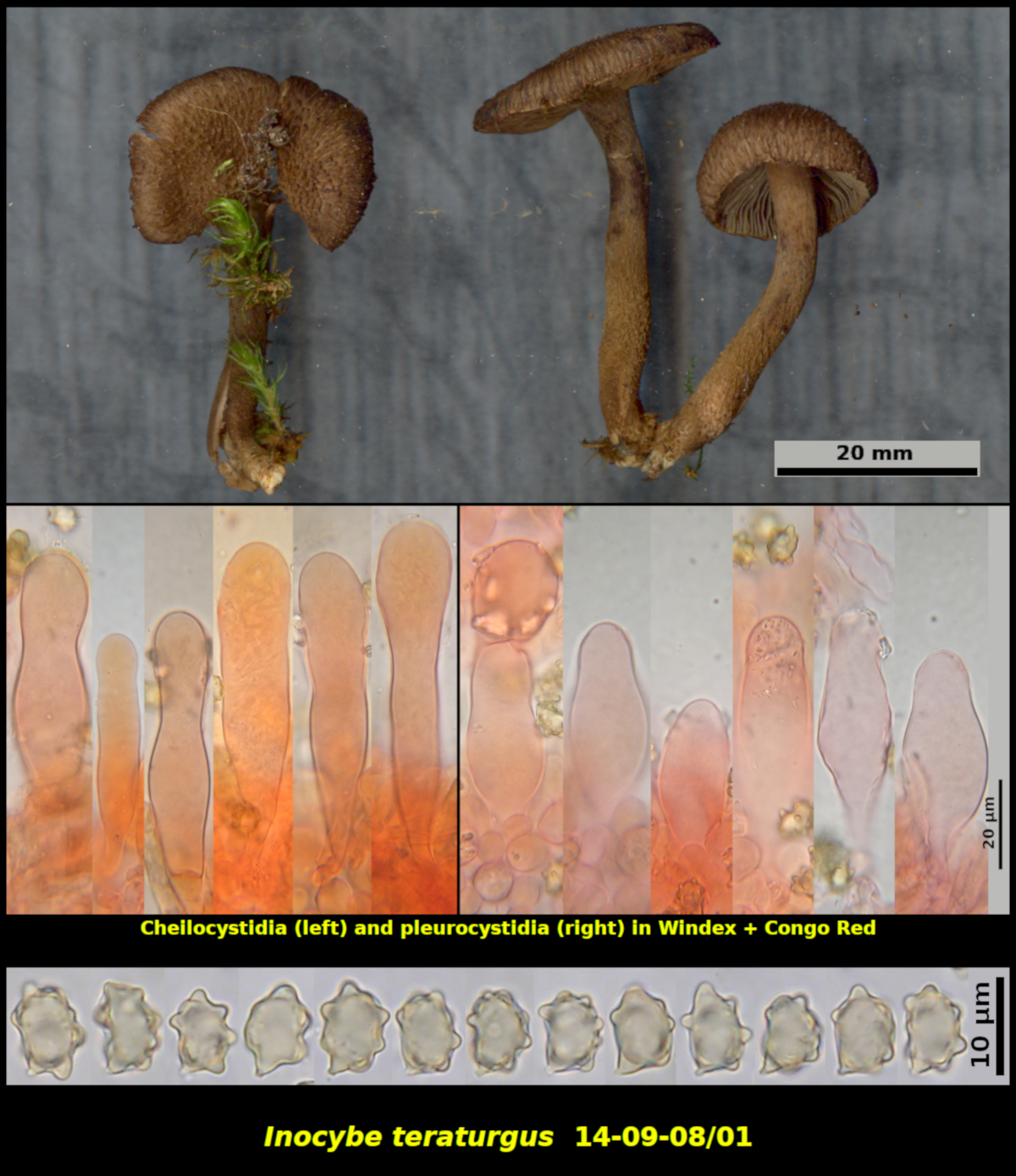 Picture of Inocybe_teraturgus14-09-08/01